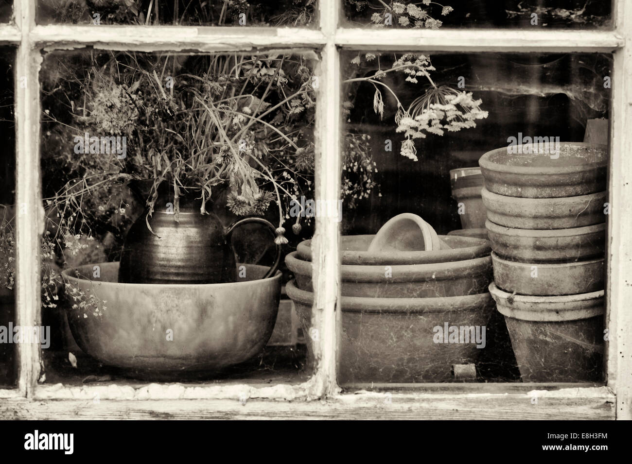 Fiori secchi e terracotta vasi per piante in un potting shed finestra. Tonalità seppia Foto Stock