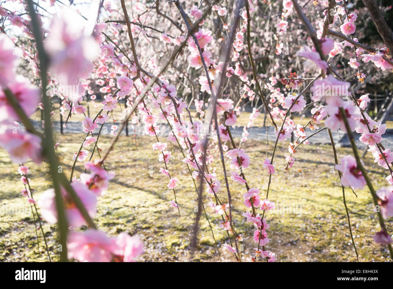 Giappone, Kyoto, ramoscelli di una fioritura susino Foto Stock