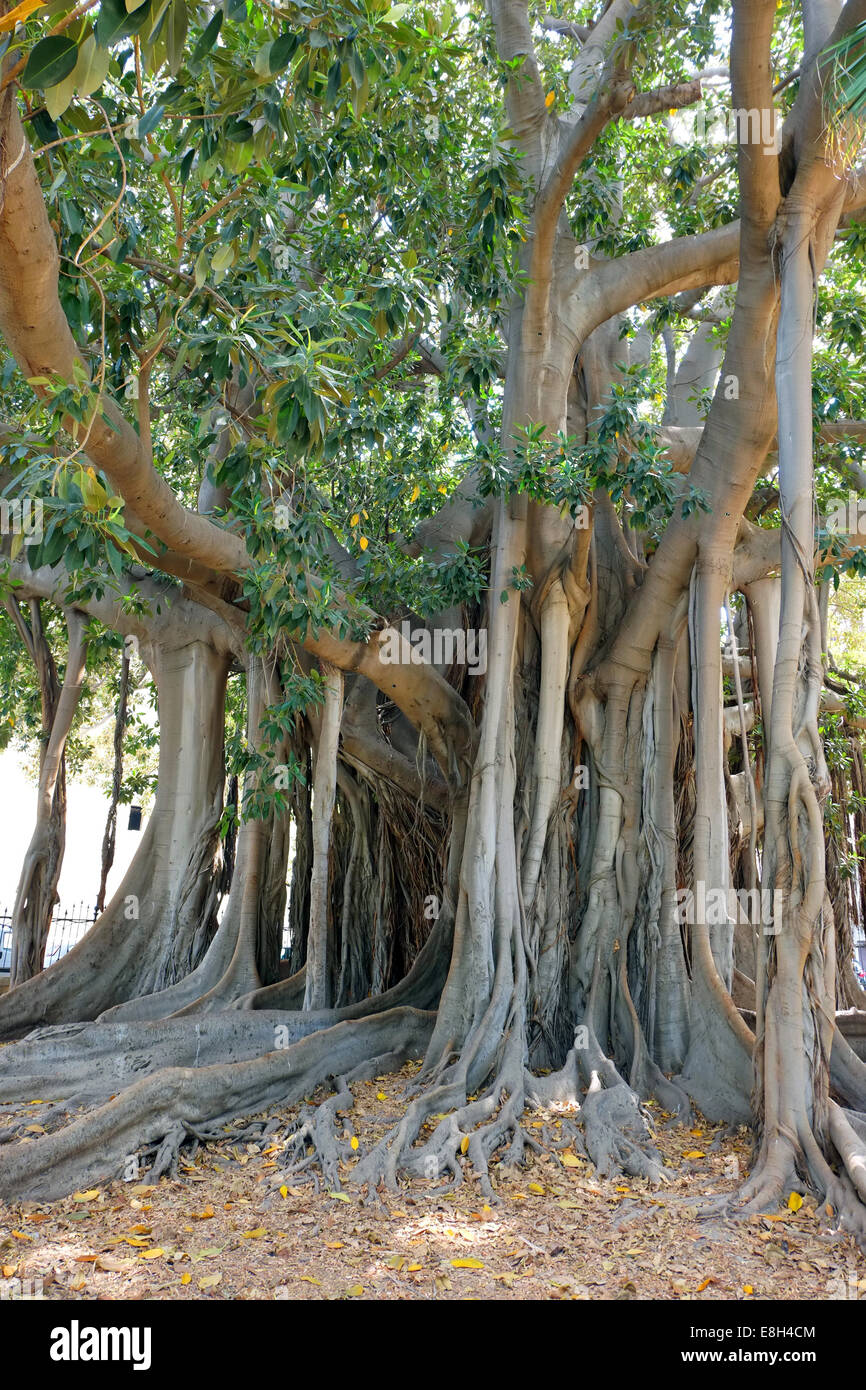 GIANT Moreton Bay Fig Tree,ORTO BOTANICA ,PALERMO,Sicilia,Italia Foto Stock