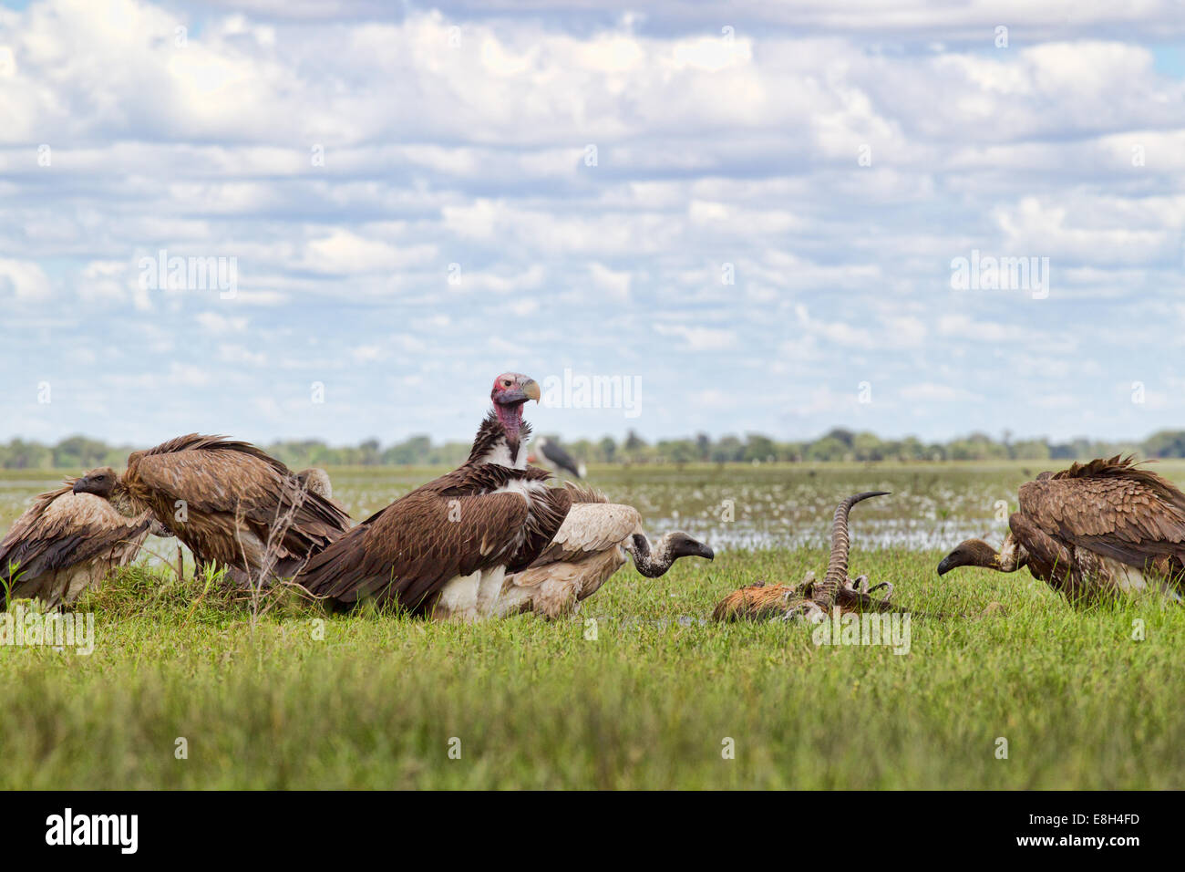 Gli avvoltoi lotta su un black lechwe carcassa in Bangweulu zone umide, Zambia. Foto Stock