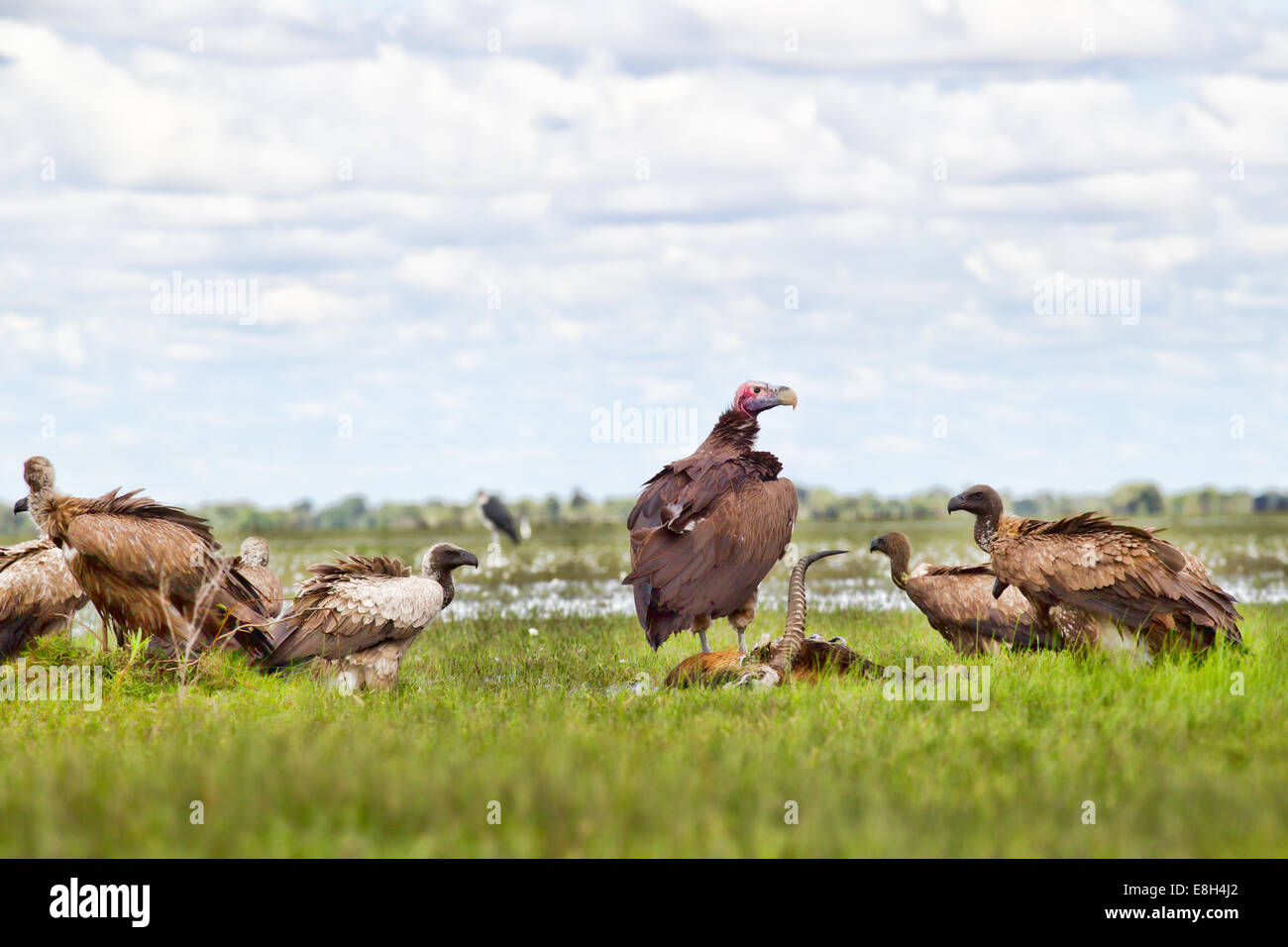 Gli avvoltoi lotta su un black lechwe carcassa in Bangweulu zone umide, Zambia. Foto Stock