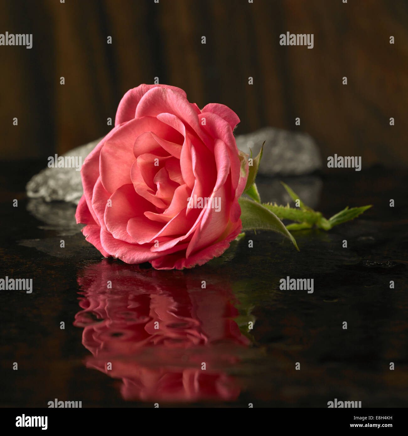 Tagliare Rose fiore riflettendo in un buio superficie bagnata con ghiaccio dietro Foto Stock