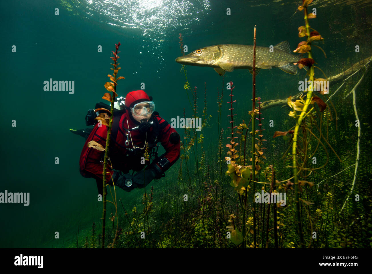 In Germania, in Baviera, lago Echinger Weiher, subacqueo e pike Foto Stock