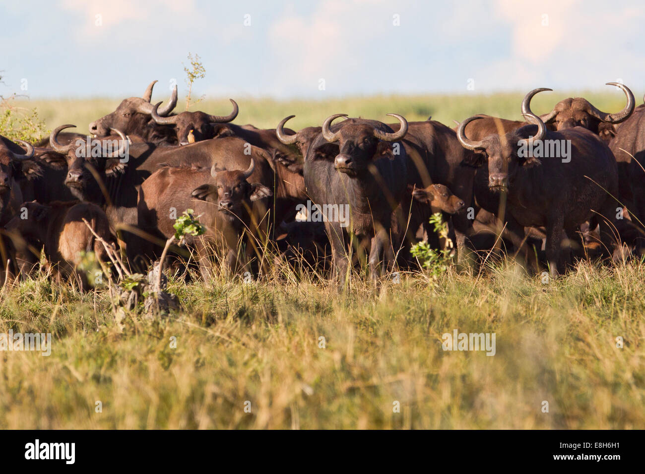 African Buffalo (Syncerus caffer), si radunano in un'isola di Bangweulu zone umide, Zambia Foto Stock