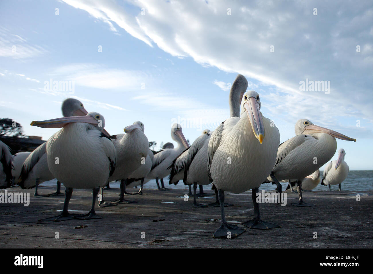 Pellicani stand intorno insieme in attesa di pesce, Kangaroo Island, Sud Australia Foto Stock