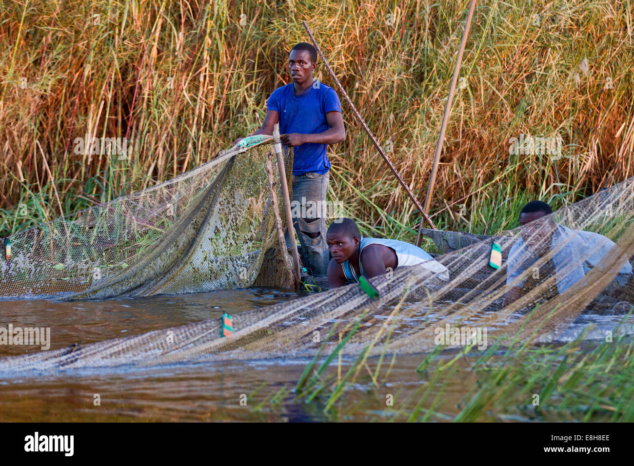 Pescatori tradizionali di pull in una rete in Bangweulu zone umide, Zambia Foto Stock
