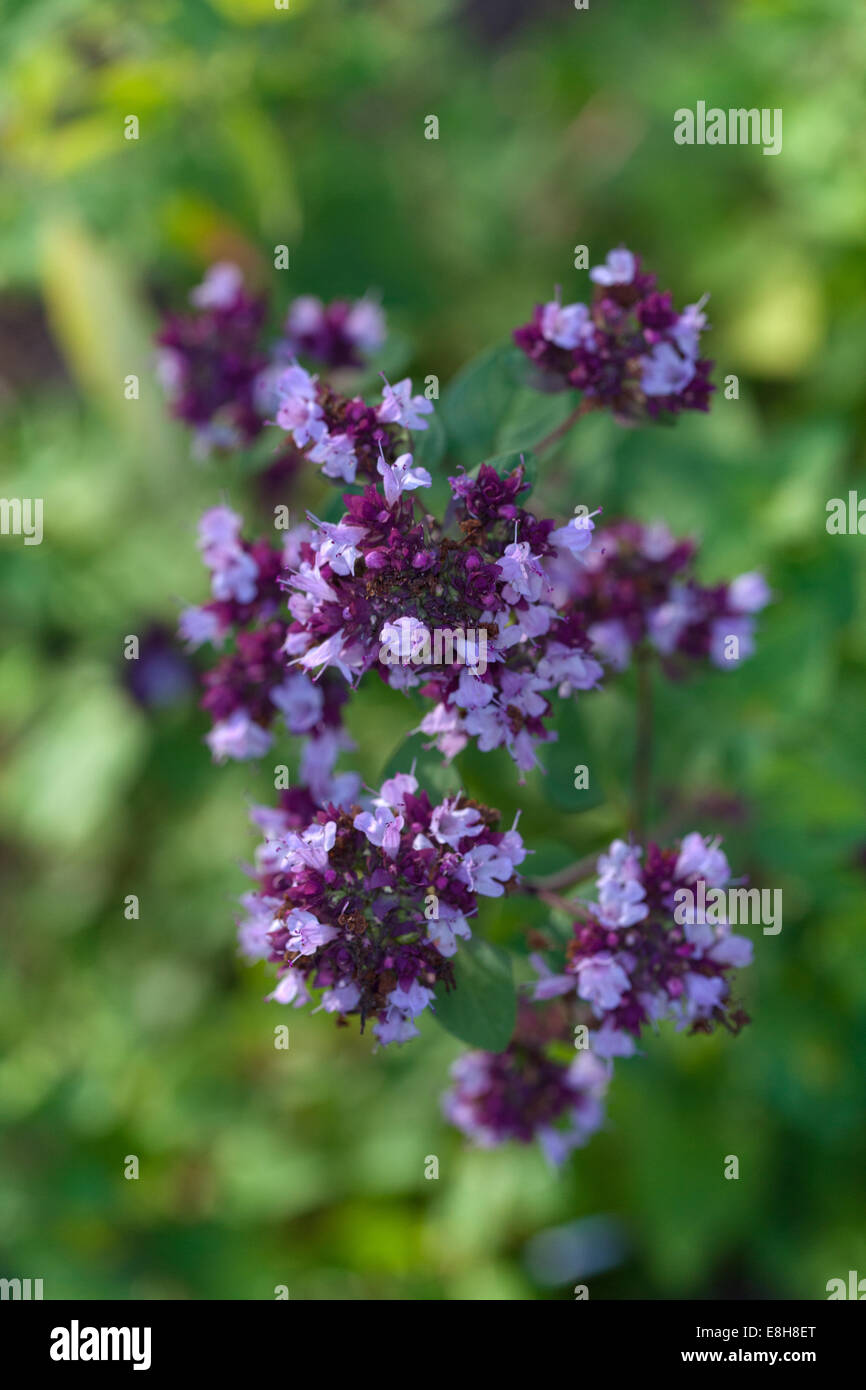 Origano, Kungsmynta (Origanum vulgare) Foto Stock