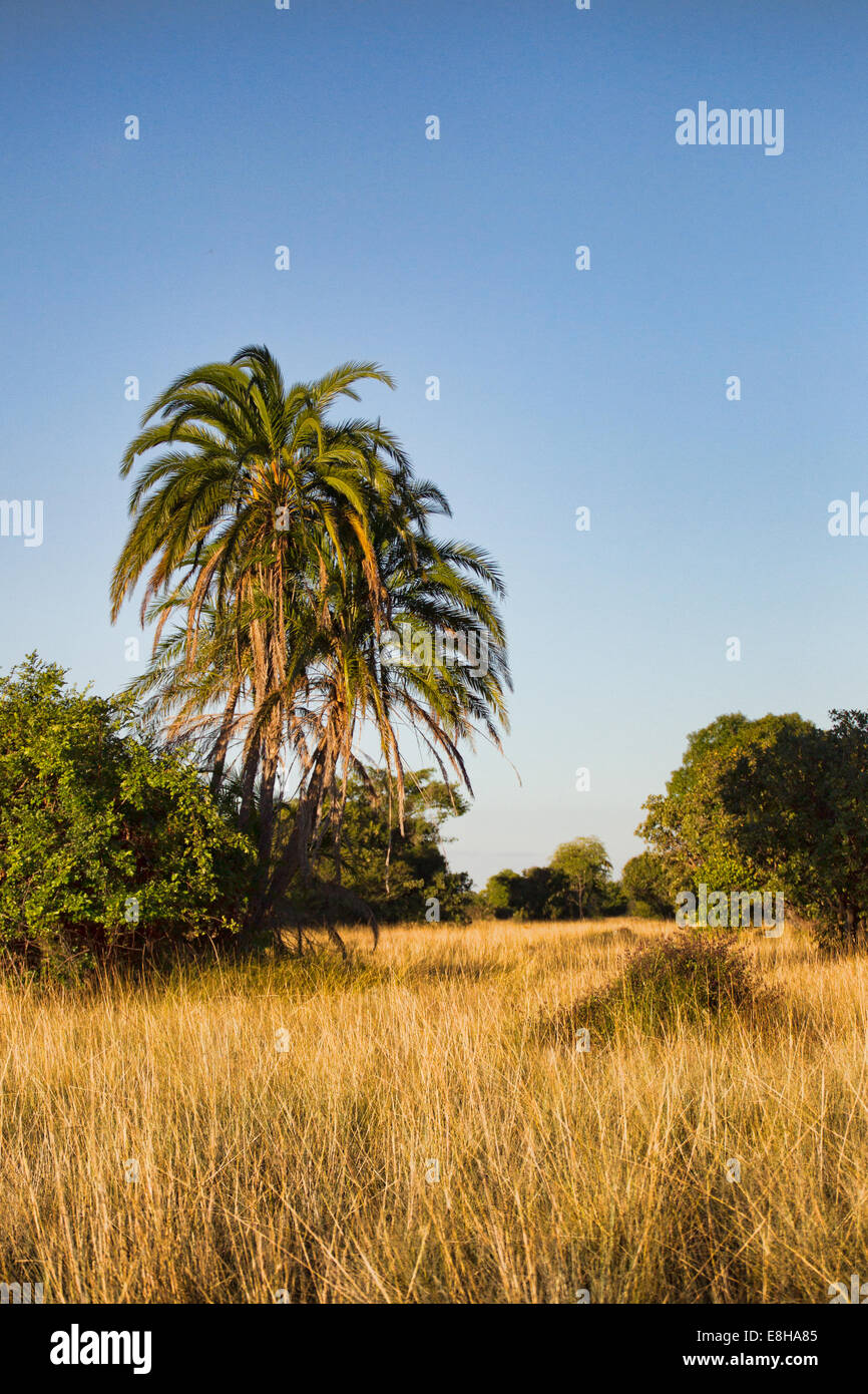 Chikuni isola nel paesaggio Bangweulu zone umide di Zambia Foto Stock