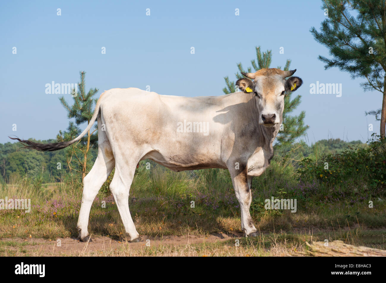 Piemontese Vacche Bovini di bere in natura il lago Foto Stock