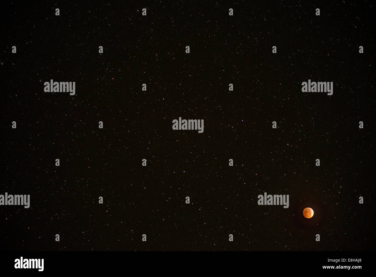 Bozeman, Montana, USA. 8 Ott 2014. Un'eclisse lunare trasforma la luna Un sangue rosso in una stellata, cielo chiaro.Questa è la seconda lunare totale di eclips 2014, quando il cono d'ombra della Terra attraversa la luna piena. Credito: Thomas Lee/Alamy Live News Foto Stock