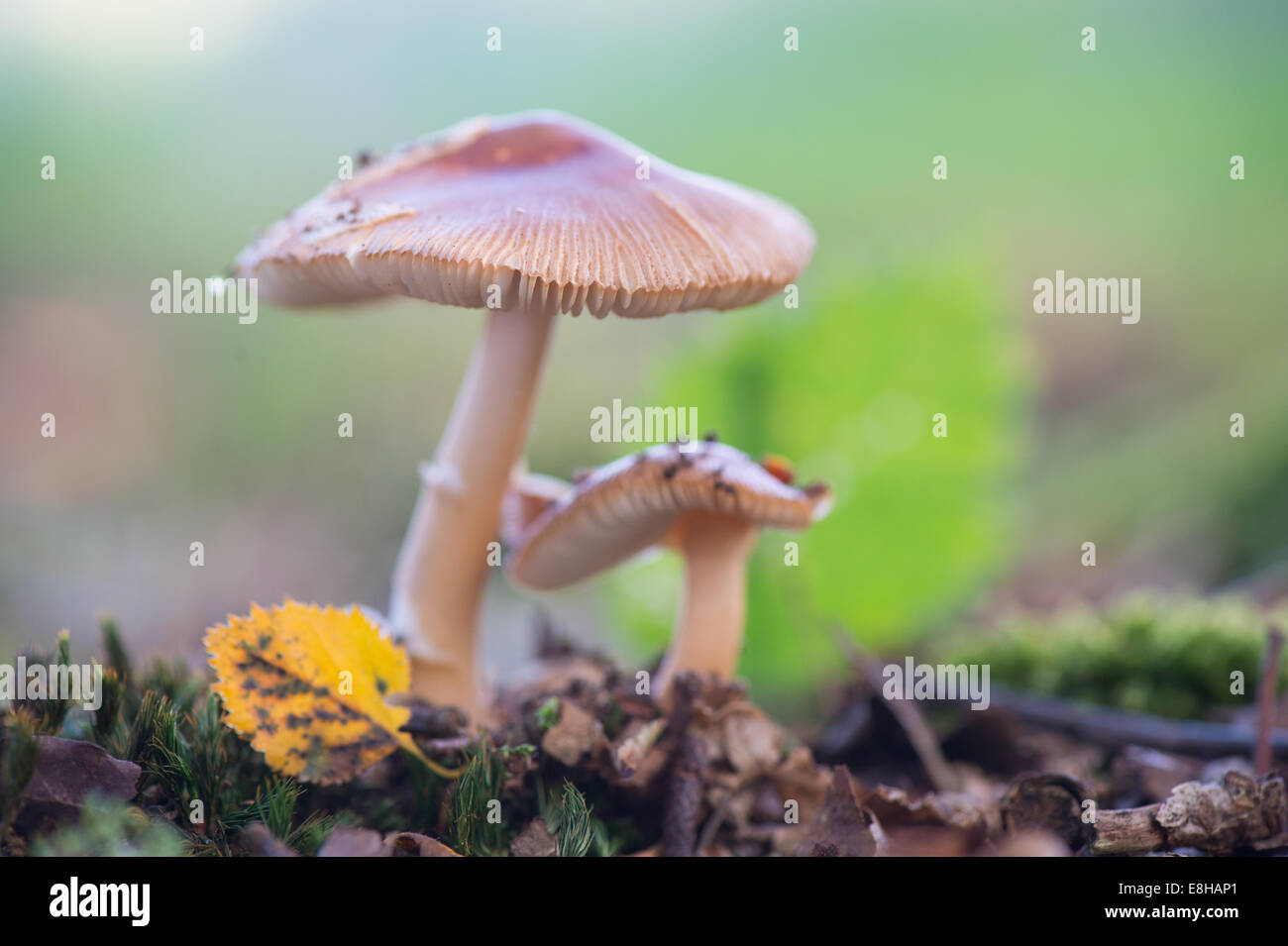 Funghi in natura con foglie Foto Stock
