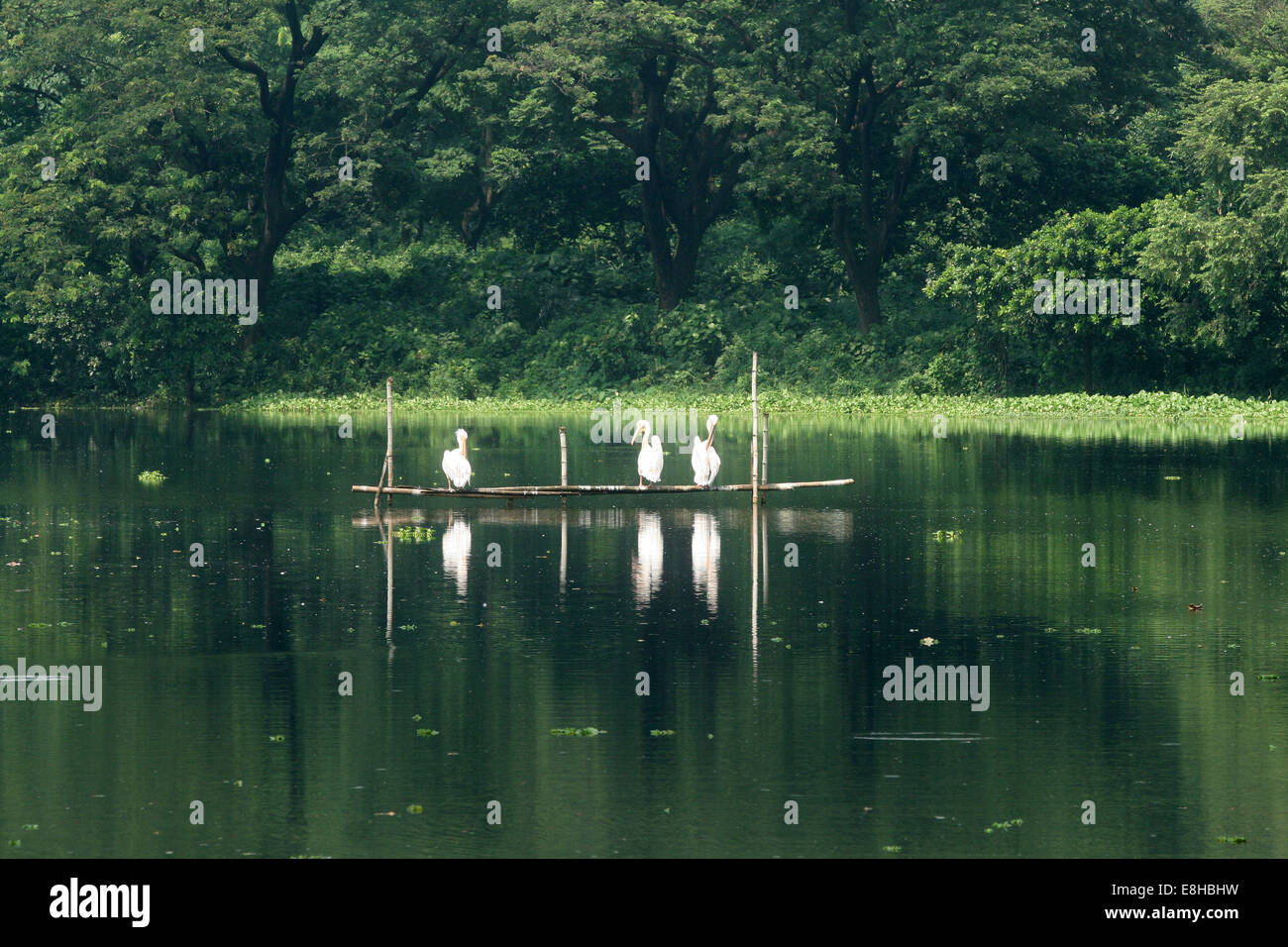 Ottobre, 2014. Pellicani in un lago di Dhaka Zoo. Foto Stock