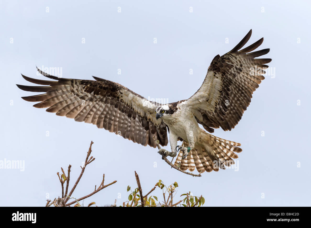 Osprey atterraggio con materiale di nesting Foto Stock