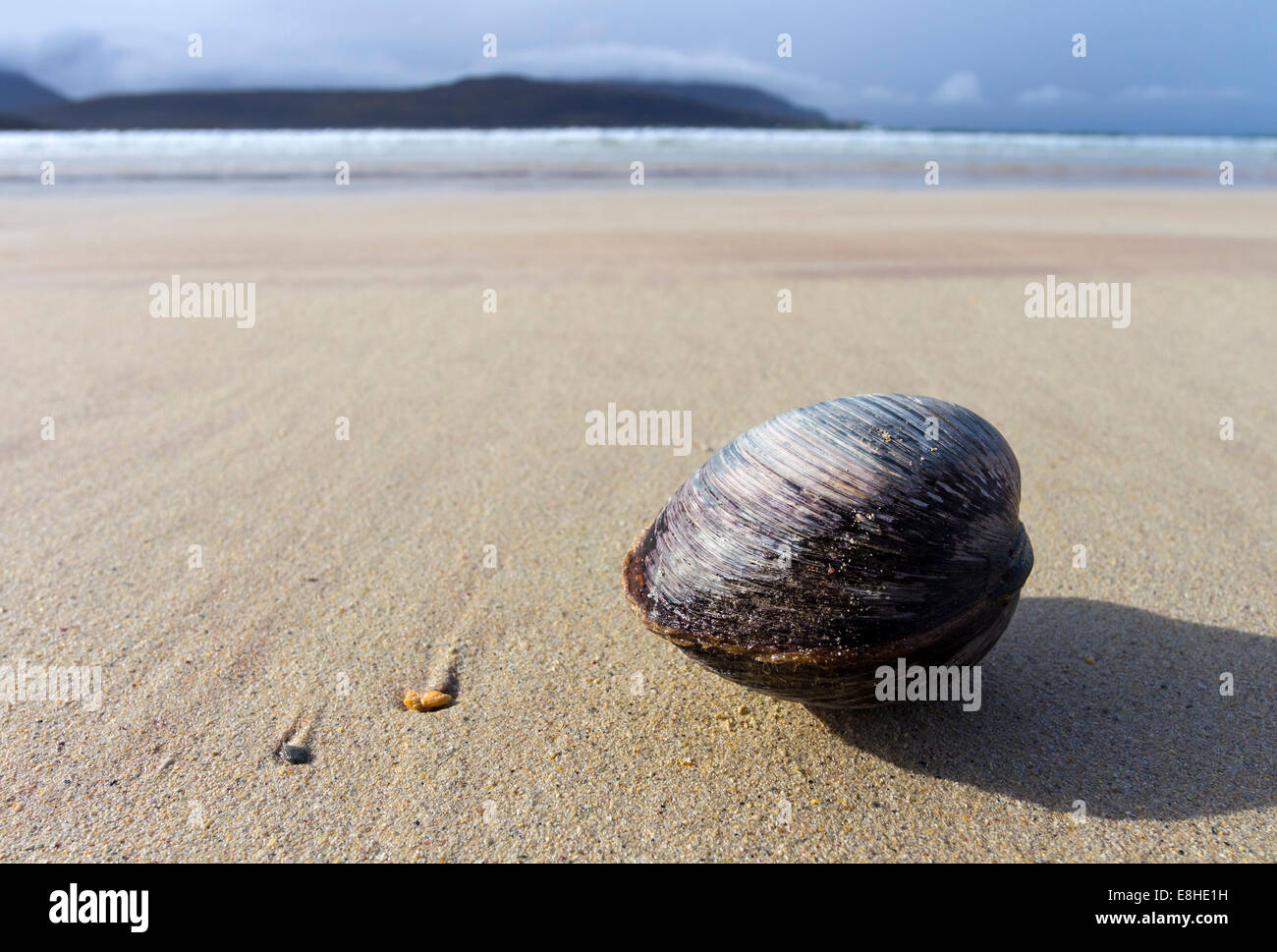 Grande conchiglia a sinistra dietro dalla marea su Balnakeil Bay vicino a Durness, Sutherland Scotland Regno Unito Foto Stock