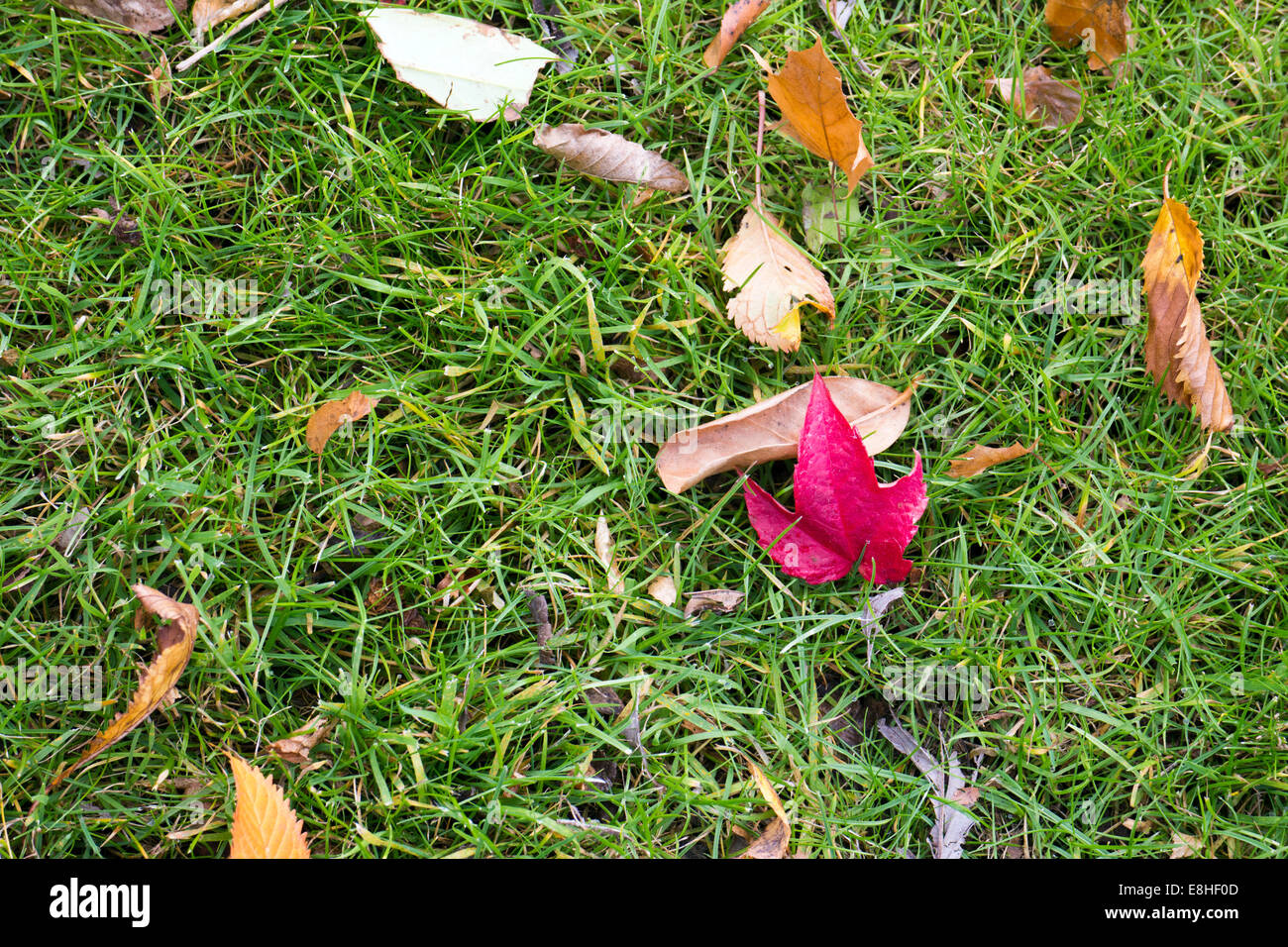 Caduto Foglie di autunno sull'erba Foto Stock