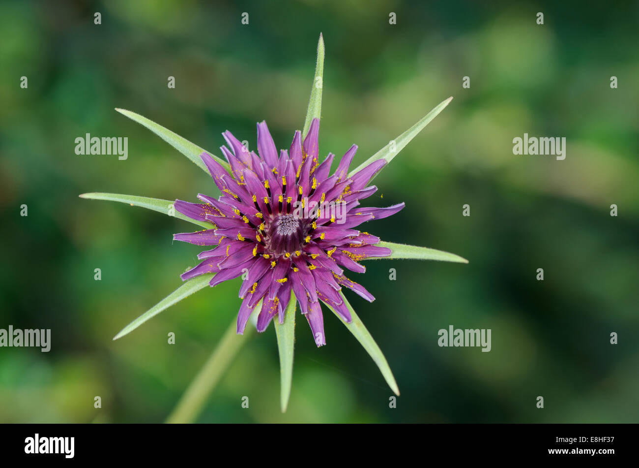 Dettaglio di Tragopogon porrifolius o Salsefrica fiore Foto Stock