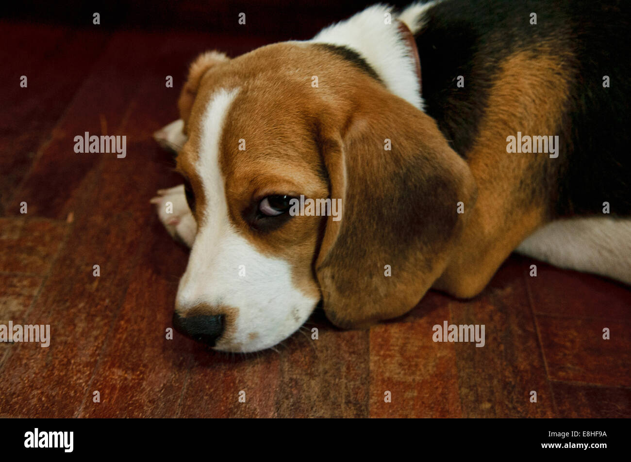 Un vicino l immagine di un cane beagle di naughty dog Foto Stock