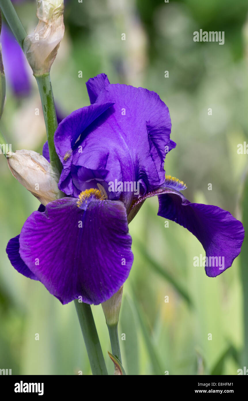 Iris Archevogue Foto Stock
