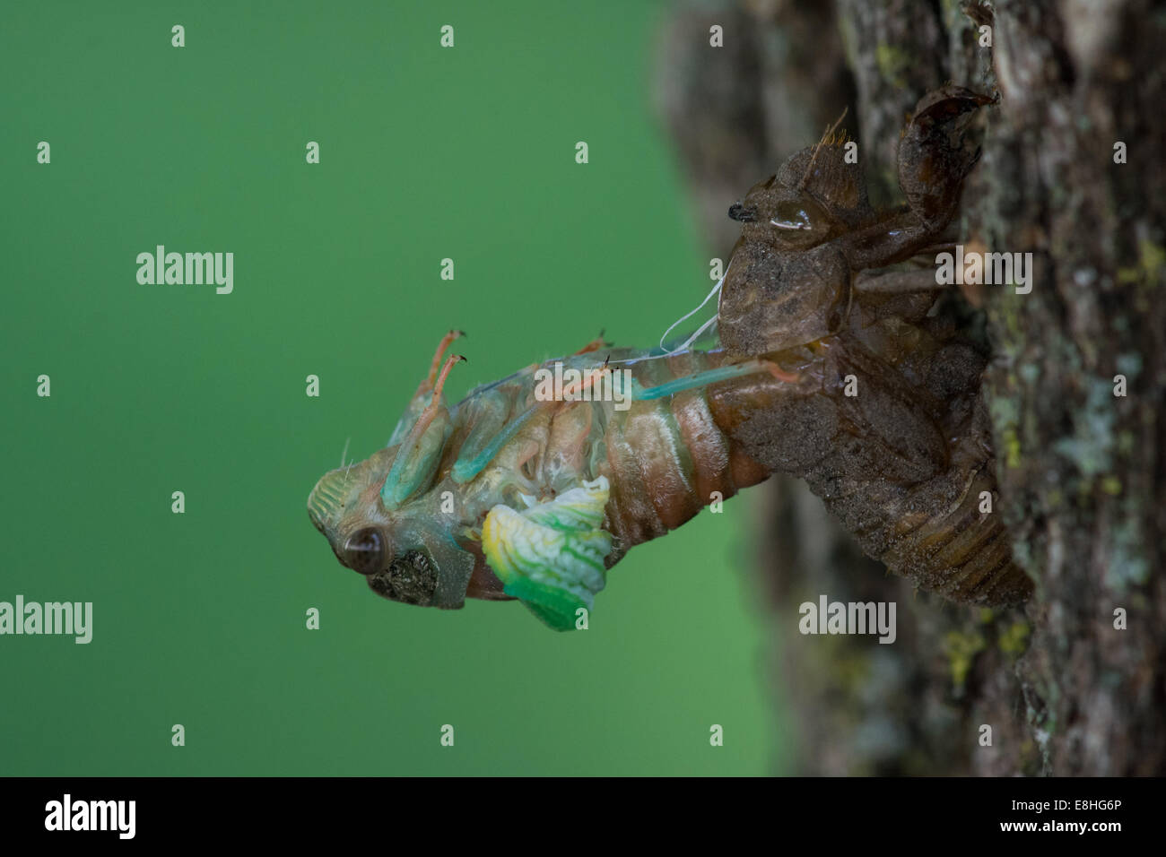Dog-giorno Cicala emergere Foto Stock