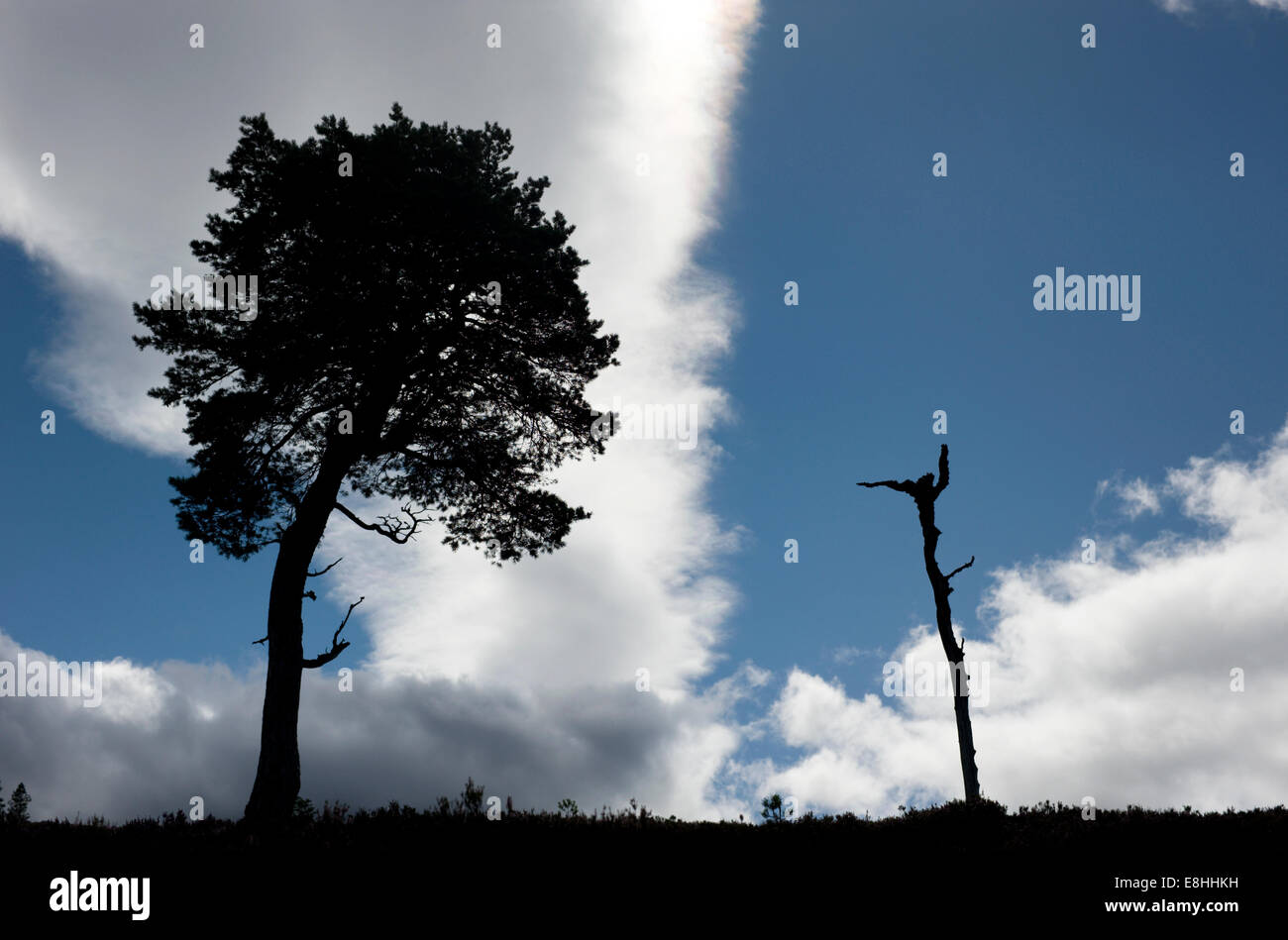 Una vita e un pino morto stagliano contro il cielo blu e nuvole sulle colline del Glen Tanar station wagon in Cairngorms Foto Stock