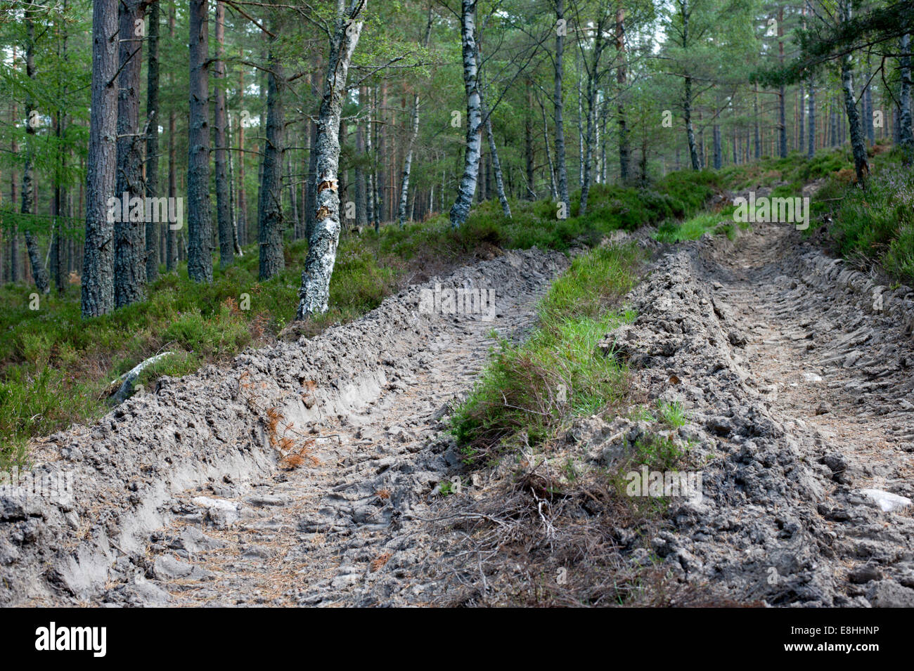 Sterrato le vie attraverso la silvicoltura nel Parco nazionale di Cairngorms in Scozia Foto Stock