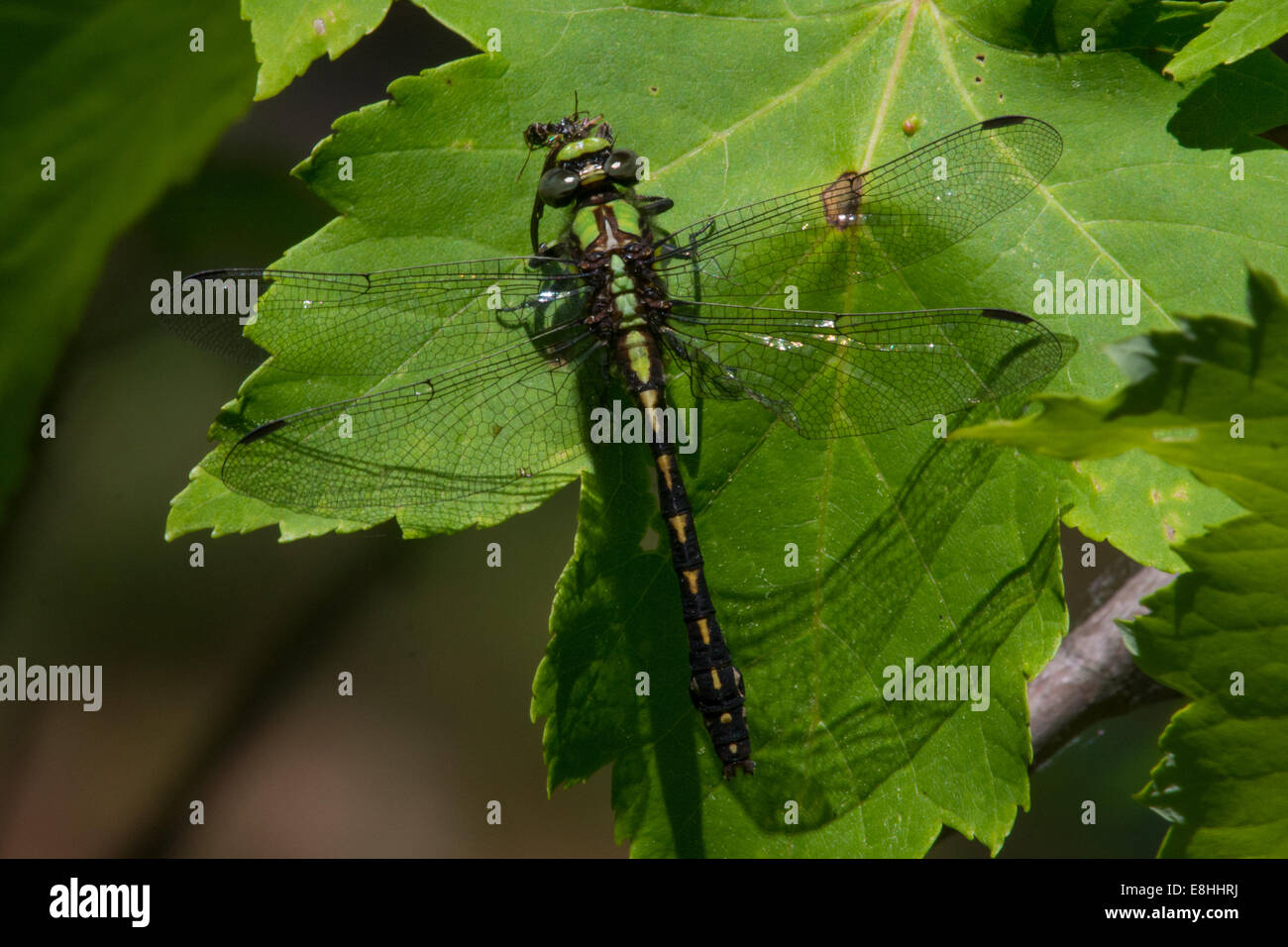 Riffle Snaketail arroccato su una foglia di mangiare una zanzariera. Foto Stock