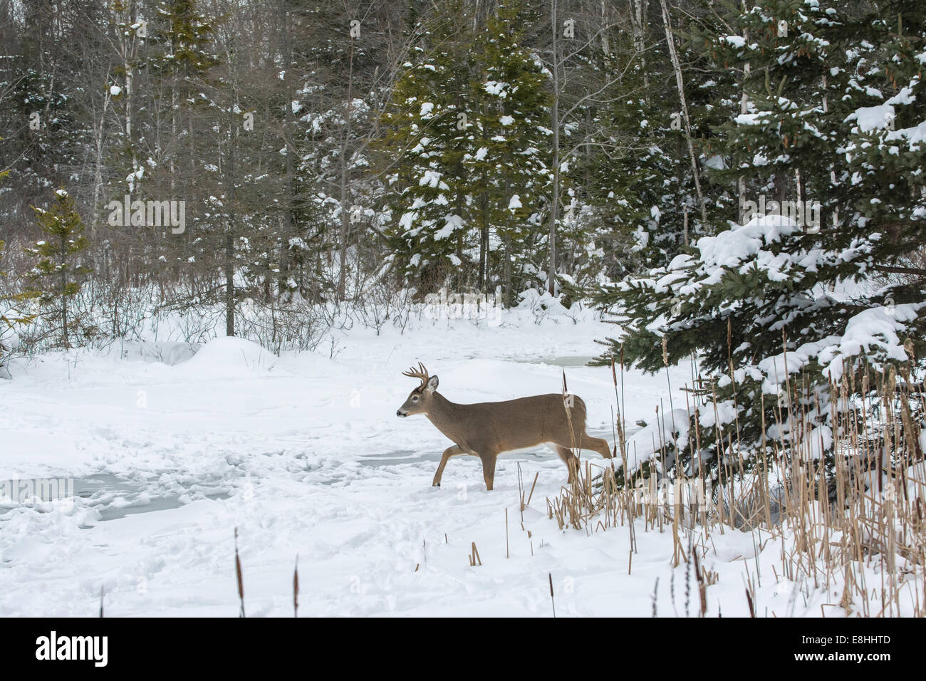 White-Tailed Deer (Odocoileus virginianus) buck in presenza di neve e ghiaccio. Parco Nazionale di Acadia, Maine, Stati Uniti d'America. Foto Stock