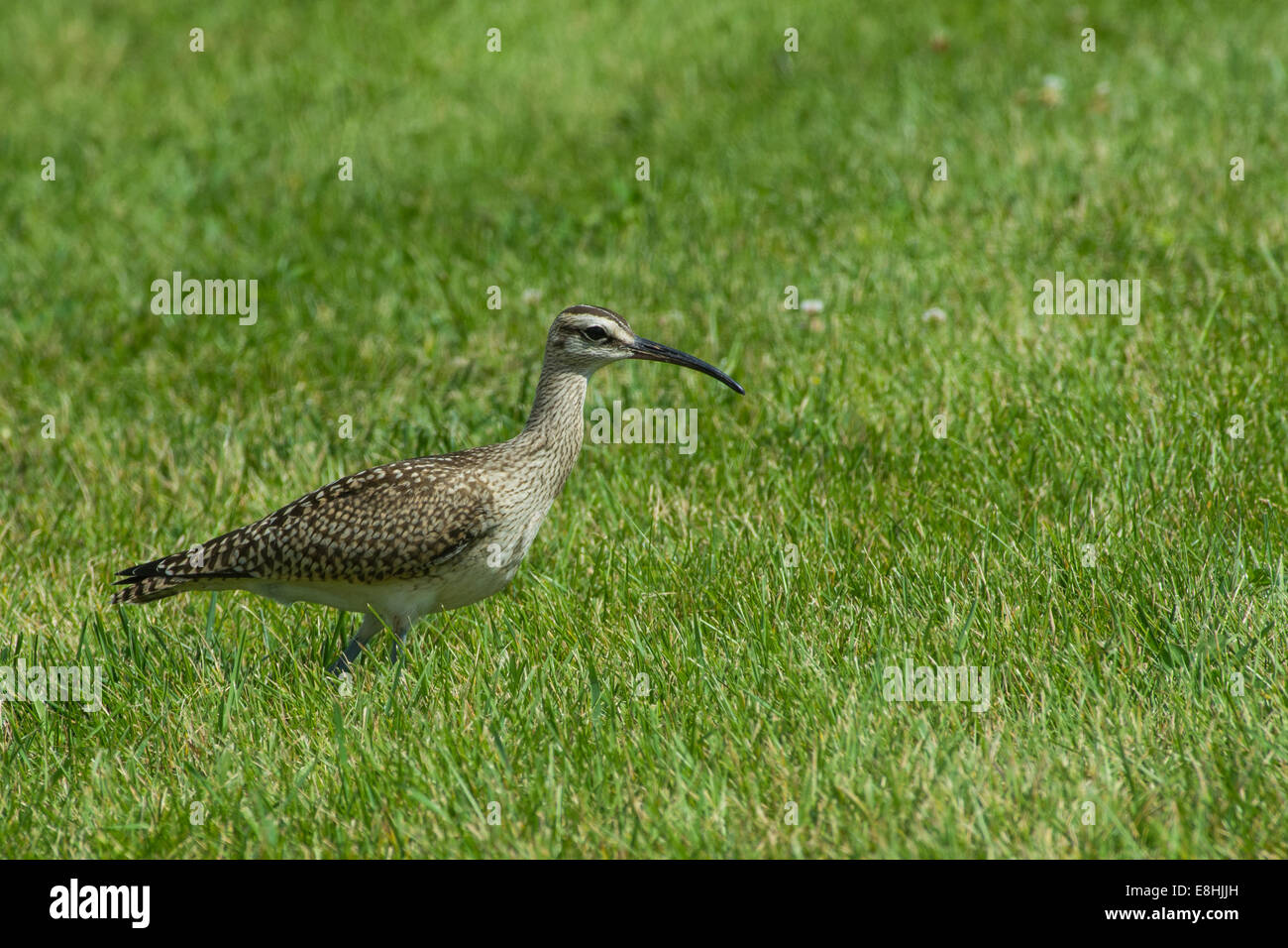 Whimbrel cerca di cibo nell'erba. Foto Stock