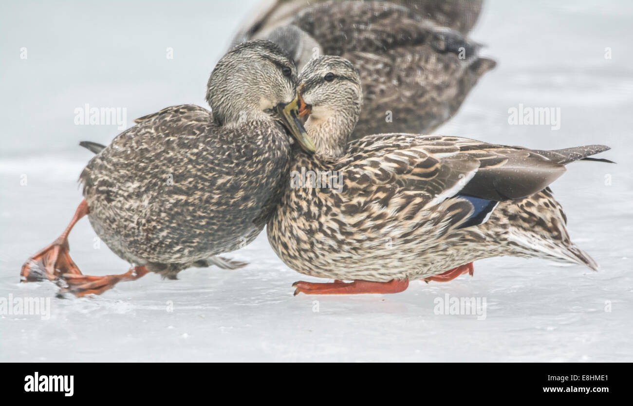 American Black Duck (Anas rubripes) e il germano reale (Anas platyrhynchos). Parco Nazionale di Acadia, Maine, Stati Uniti d'America. Foto Stock