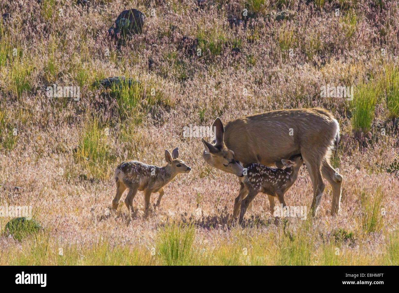 Madre deer avendo cura di twin cerbiatti nel deserto di Yellowstone Foto Stock