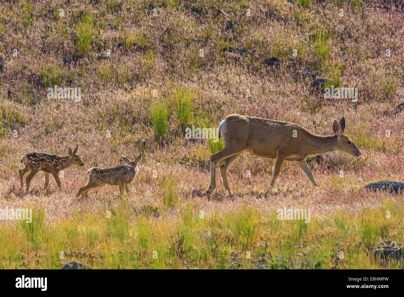 Madre di cervi a piedi con neonati attraverso il deserto di Yellowstone Foto Stock