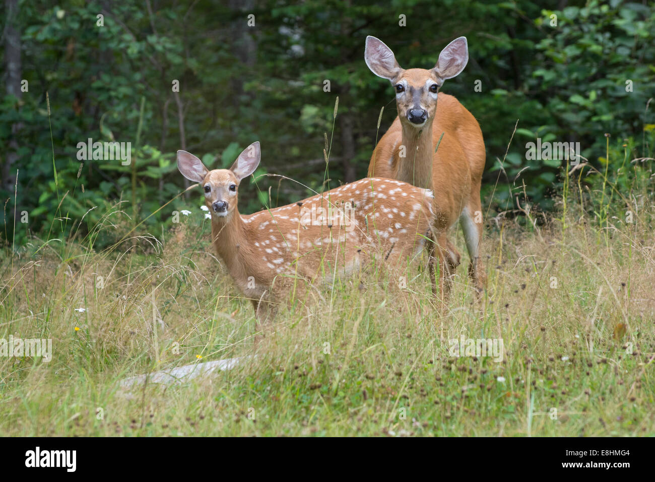 White-Tailed Deer (Odocoileus virginianus). Madre e prole in prato. Parco Nazionale di Acadia, Maine, Stati Uniti d'America. Foto Stock