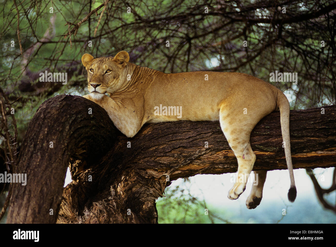 Leone africano in appoggio nel grande albero Foto Stock