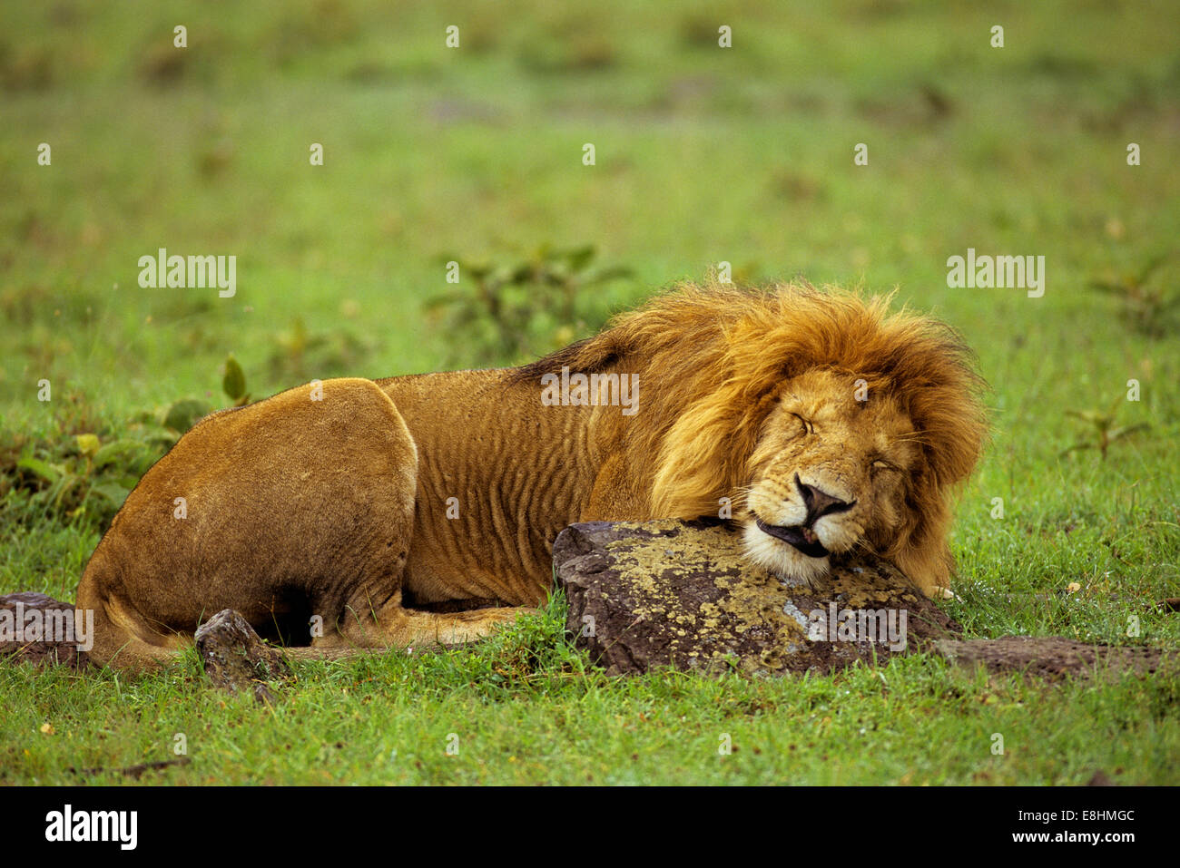 Maschio Sleeping Lion su roccia Foto Stock
