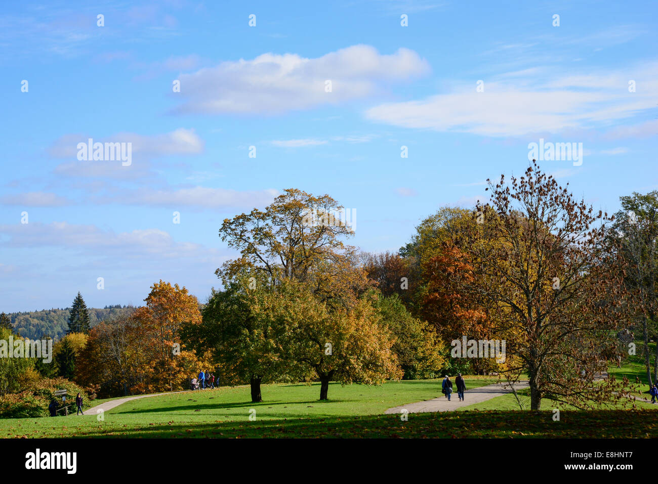 In autunno gli alberi in un parco Foto Stock