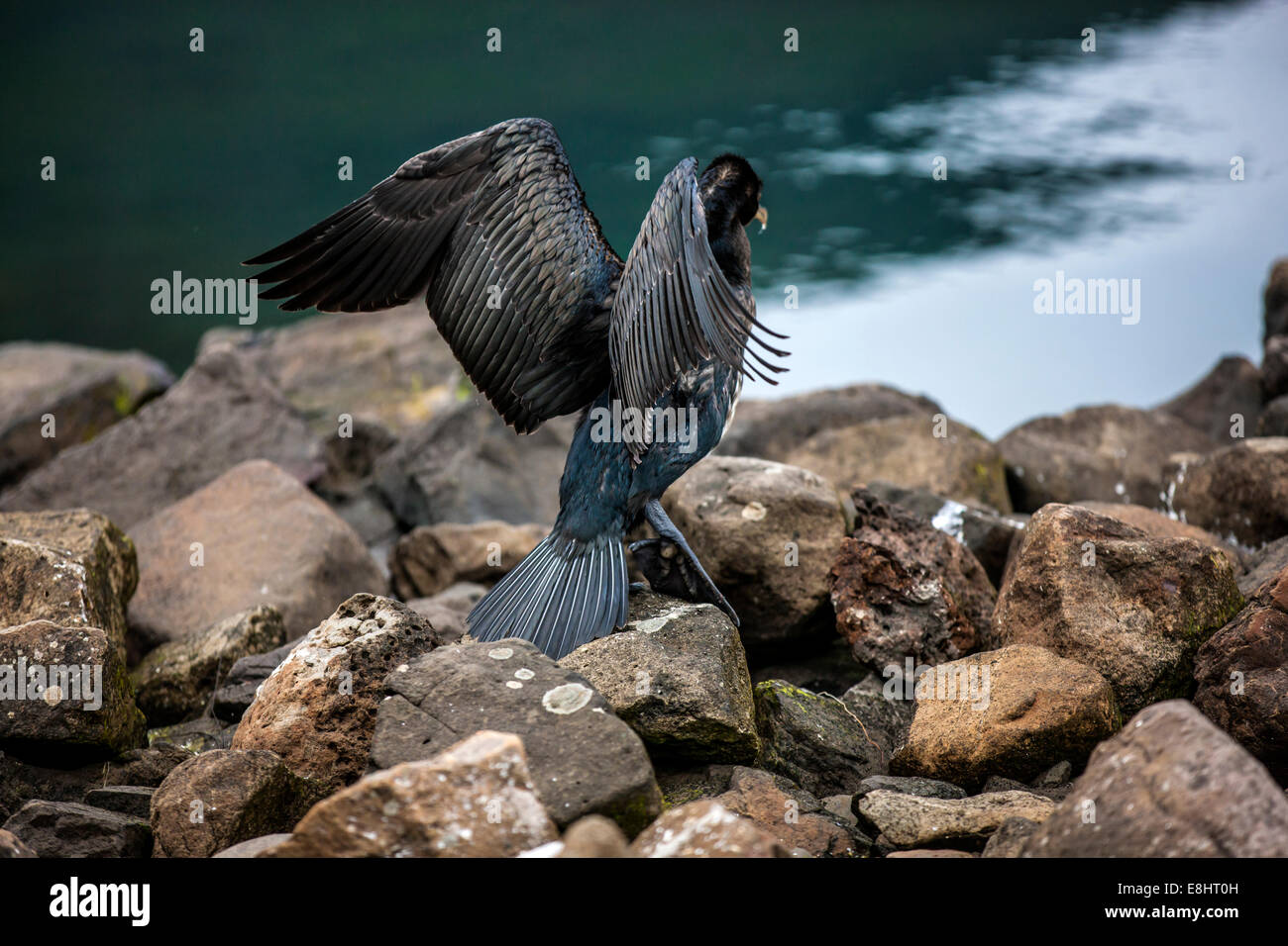 Cormorano Phalacrocorax carbo sinensis prende il largo per la pesca nel porto di Seyðisfjörður Affitto Islanda. La sottospecie Phalacrocorax carbo. Foto Stock Cormorano Phalacrocorax carbo sinensis prende il largo per la pesca nel porto di Seyðisfjörður Affitto Islanda. La sottospecie Phalacrocorax carbo. Foto Stock