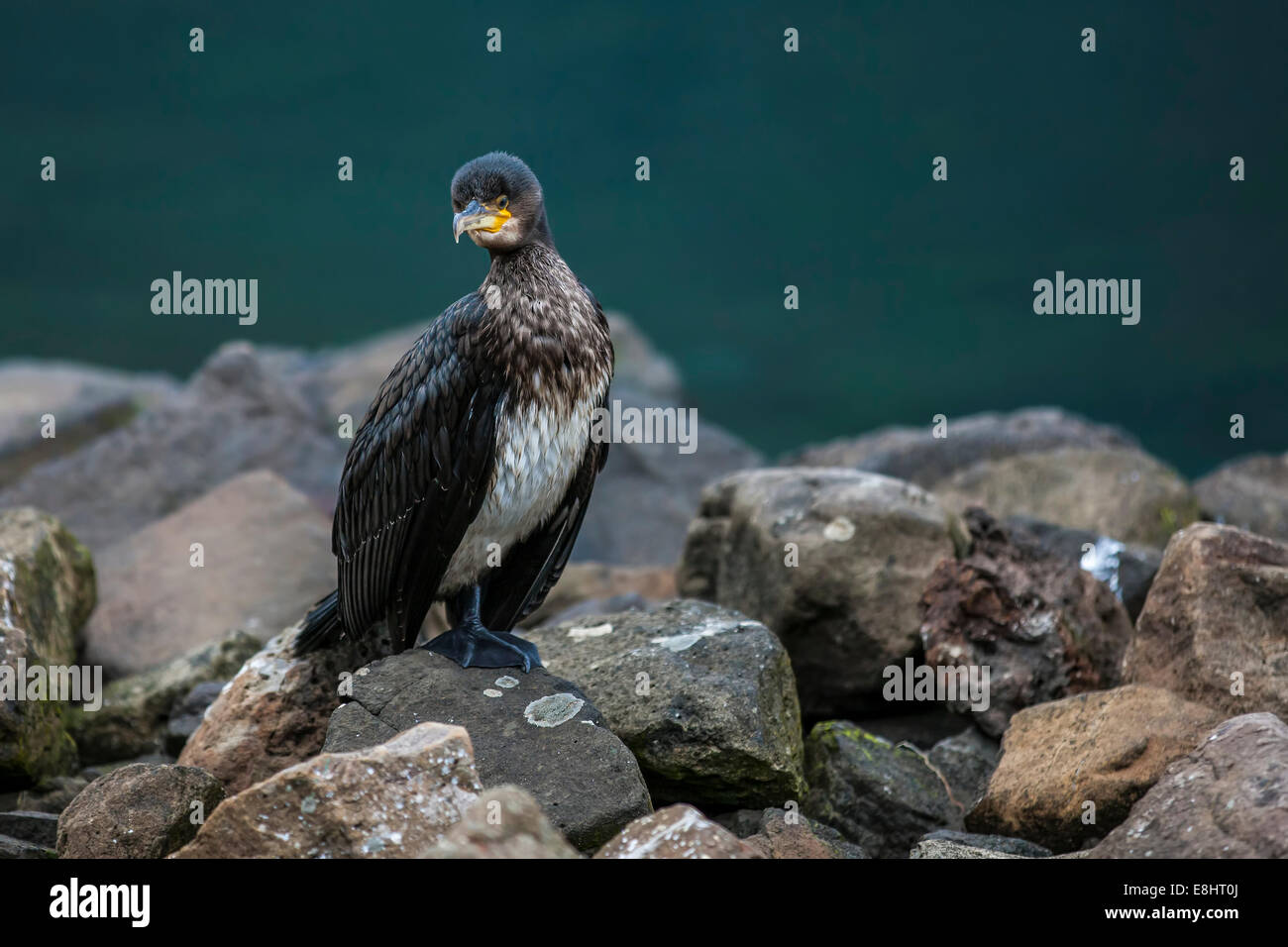 Cormorano Phalacrocorax carbo sinensis prende il largo per la pesca nel porto di Seyðisfjörður Affitto Islanda. La sottospecie Phalacrocorax carbo. Foto Stock Cormorano Phalacrocorax carbo sinensis prende il largo per la pesca nel porto di Seyðisfjörður Affitto Islanda. La sottospecie Phalacrocorax carbo. Foto Stock