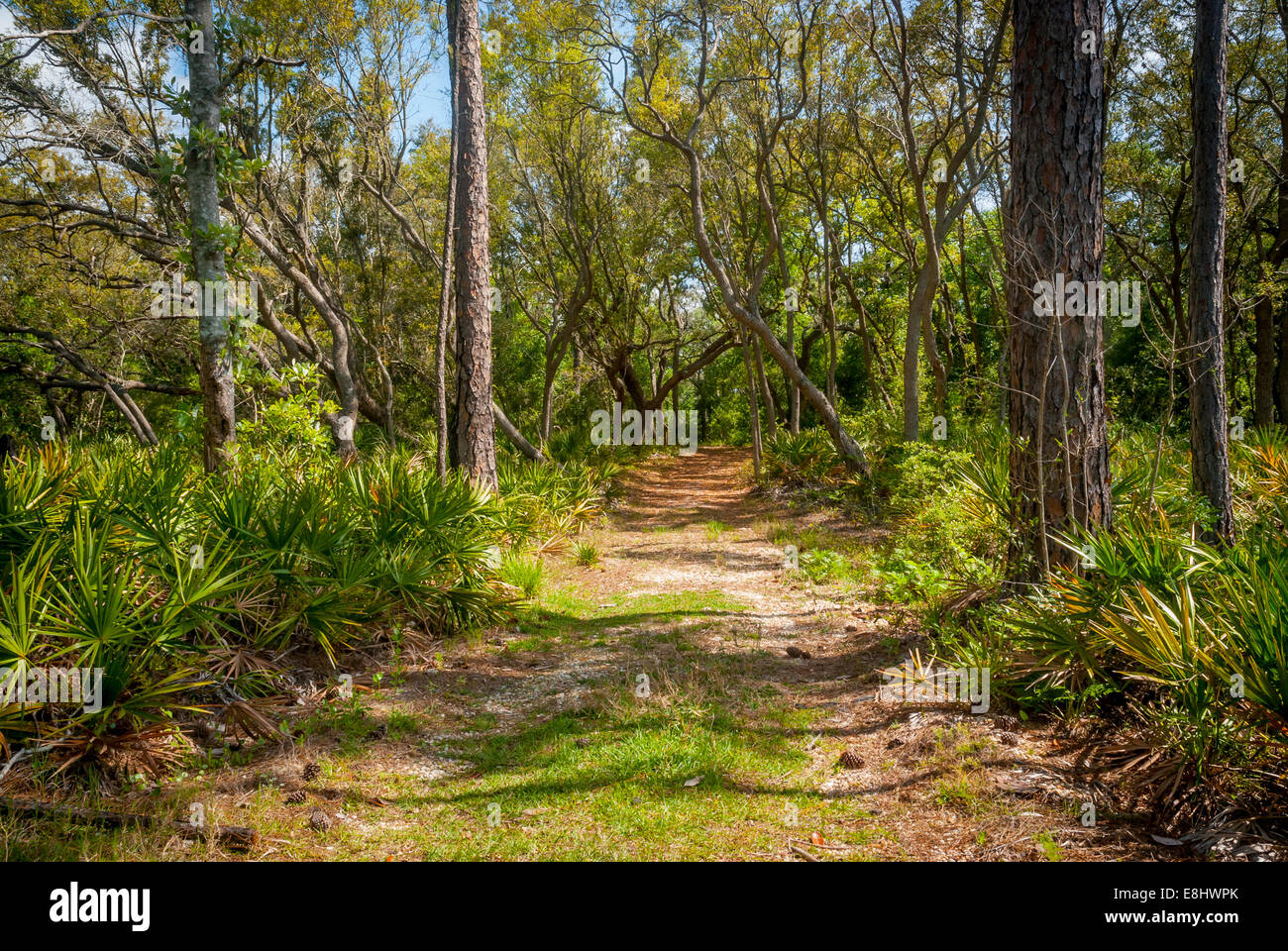 Un ampio sentiero attraverso il pino-boschi di quercia in Bon Secour National Wildlife Refuge. Foto Stock