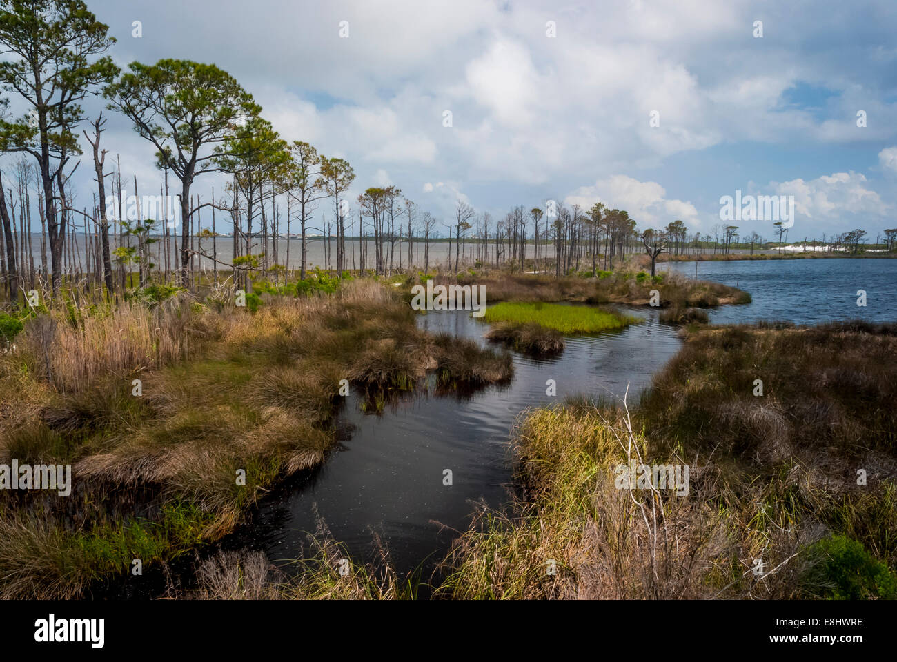 Gator lago con piccola laguna sullo sfondo a sinistra in Bon Secour National Wildlife Refuge, Alabama Gulf Coast, STATI UNITI D'AMERICA Foto Stock