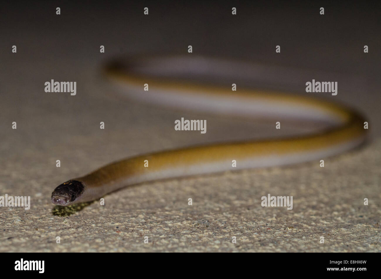 Le pianure a testa nera, Snake (Tantilla nigriceps), Bernalillio Co., New Mexico, negli Stati Uniti. Foto Stock