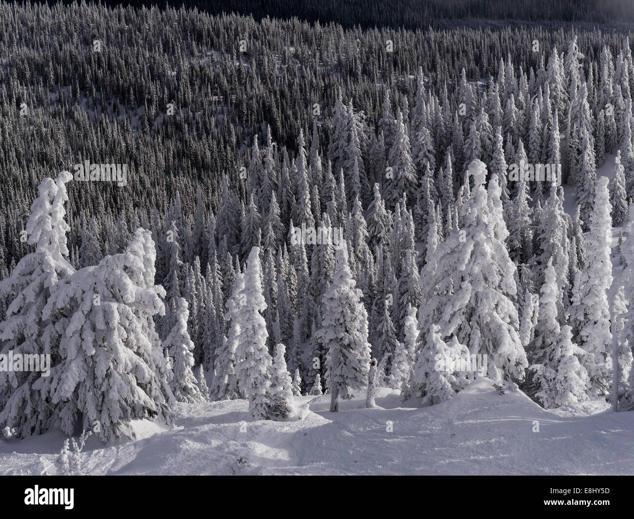 Neve alberi fantasma alla sommità del Bullet Express seggiovia, Big White Ski Resort, British Columbia, Canada. Foto Stock