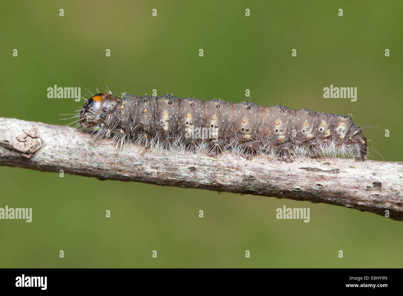 Camuffati pugnale Tarma (Acronicta innotata) caterpillar Foto Stock