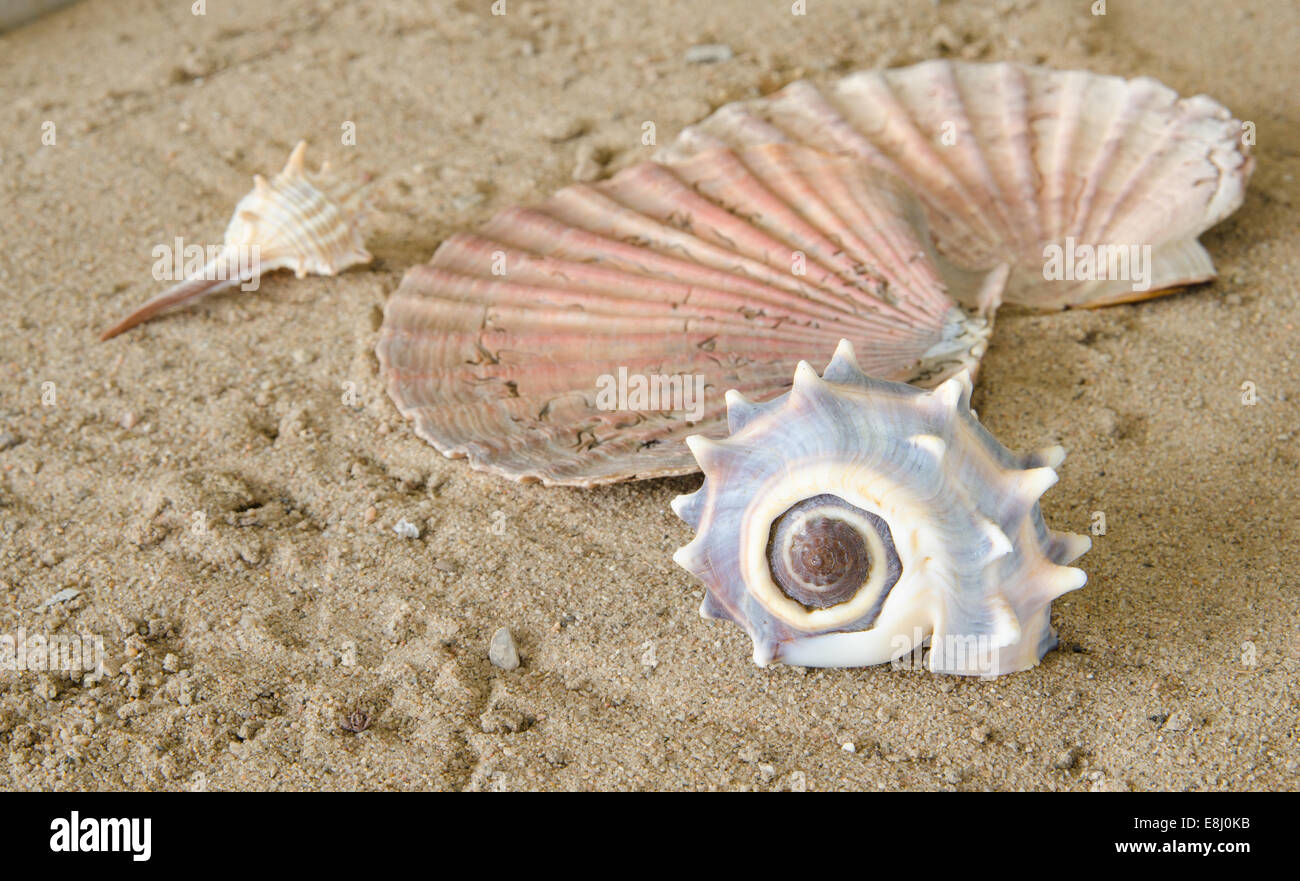 Tre varietà di conchiglie di mare sulla sabbia Foto Stock