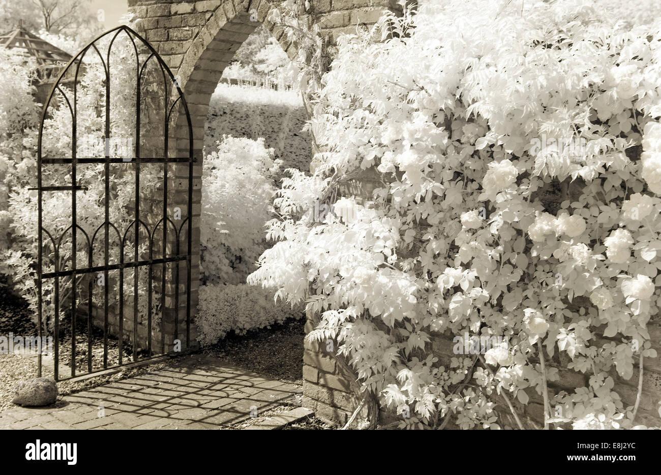 Fotografia a infrarossi di un classico giardino inglese, aprire wrough iron gate, arrampicata su un muro di mattoni a Wollerton Old Hall (NGS) Foto Stock