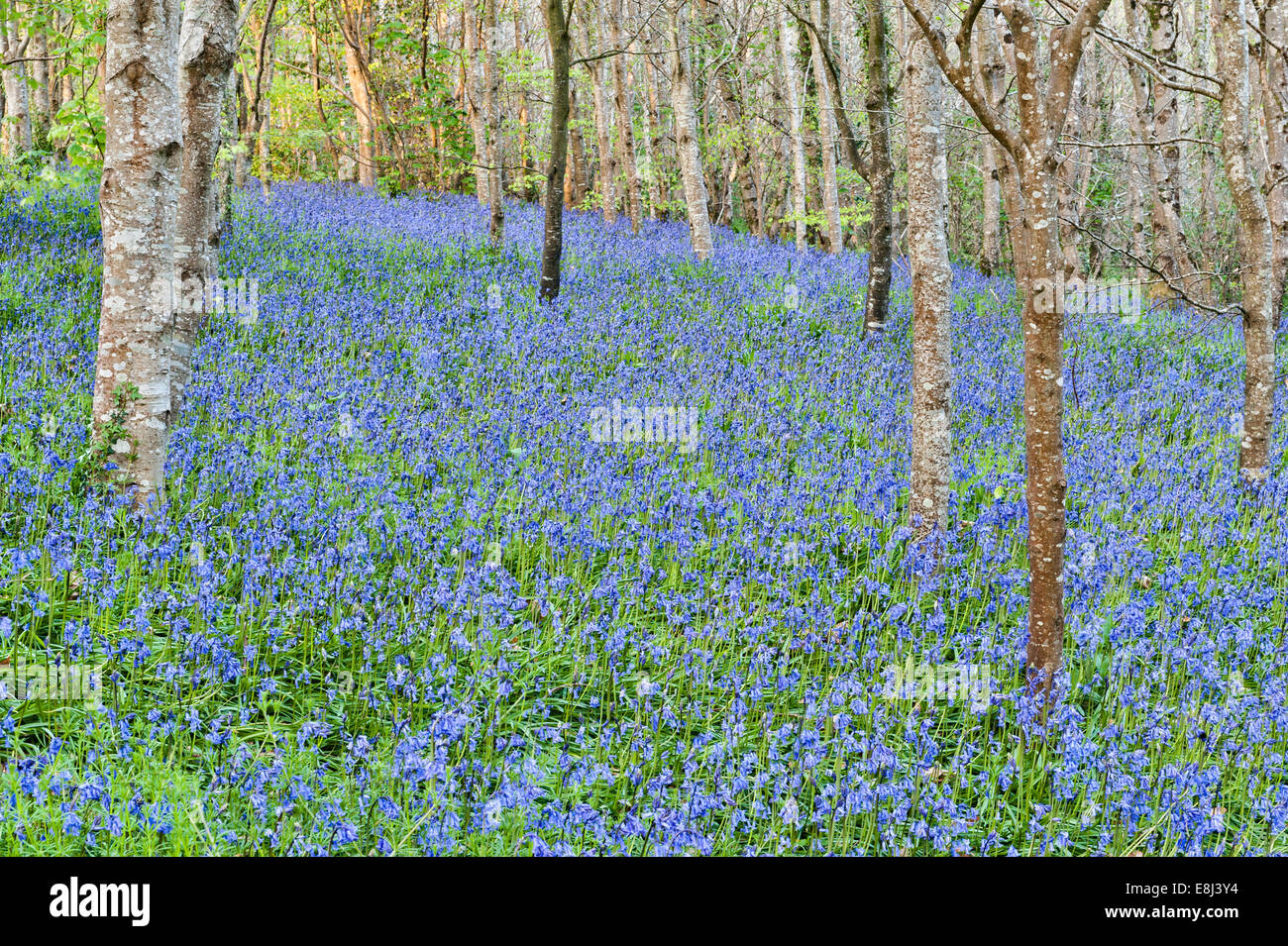 Gli alberi di betulla d'argento sorgono tra le campane azzurre che fiorono in primavera, nei terreni della tenuta di Trevarno, Helston, Cornovaglia (ora chiusa al pubblico) Foto Stock