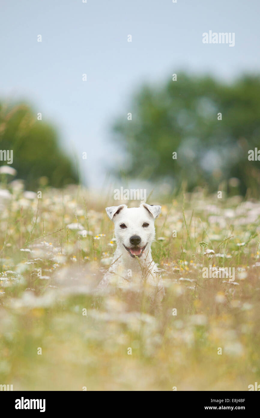 Jack Russell - Parson Russell Terrier, maschio, seduti nel prato di fiori Foto Stock