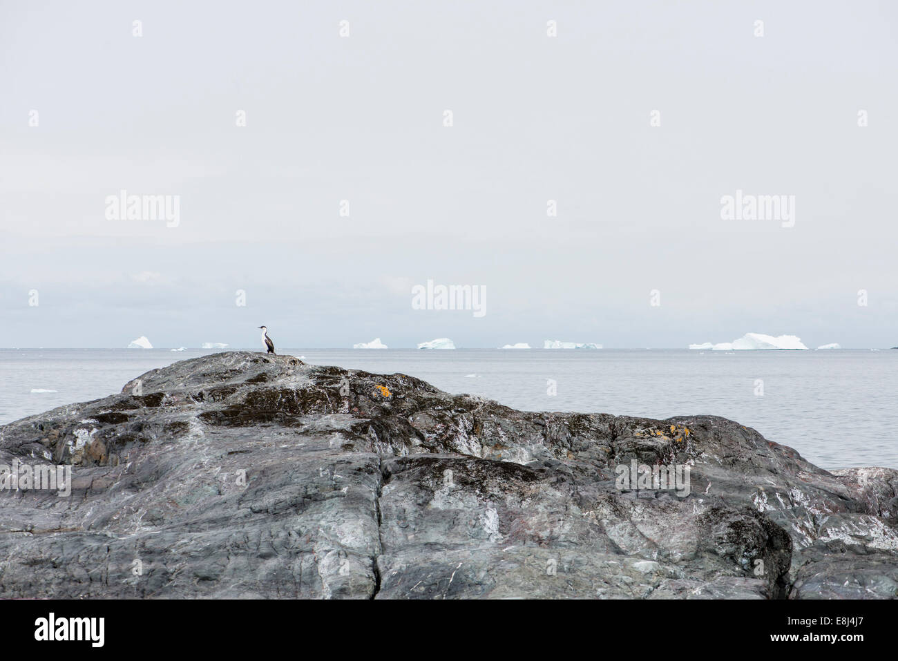 Blue-eyed shag su una roccia, Antartide Foto Stock