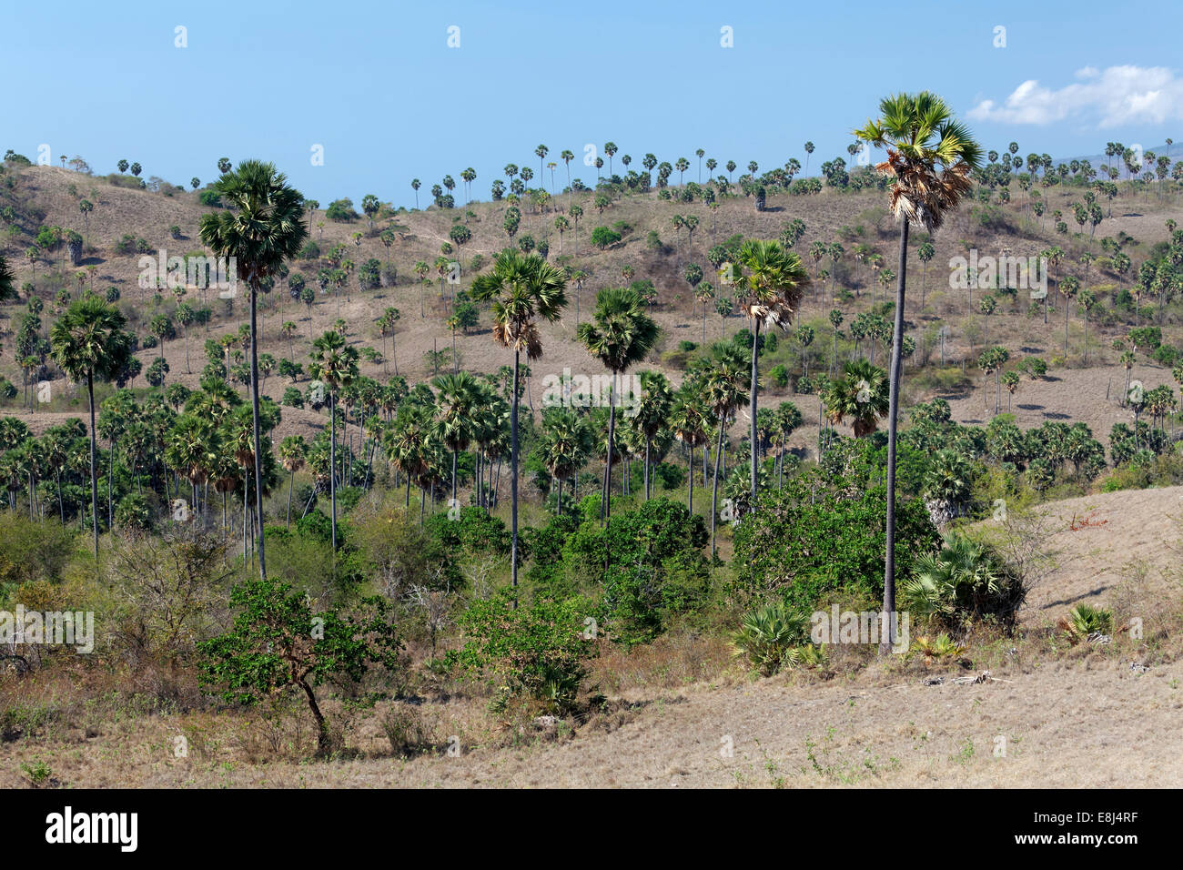 Paesaggio con Palmyra Palms (Borassus flabellifer) e arbusti, Parco Nazionale di Komodo, Patrimonio Mondiale dell Unesco Foto Stock