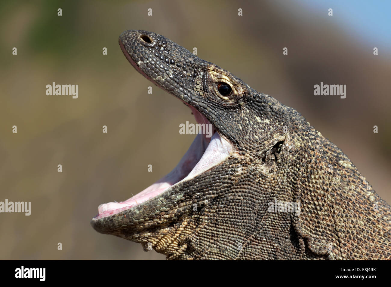 Drago di Komodo (Varanus komodoensis), sbadigli con la bocca spalancata, Parco Nazionale di Komodo, Patrimonio Mondiale dell Unesco Foto Stock