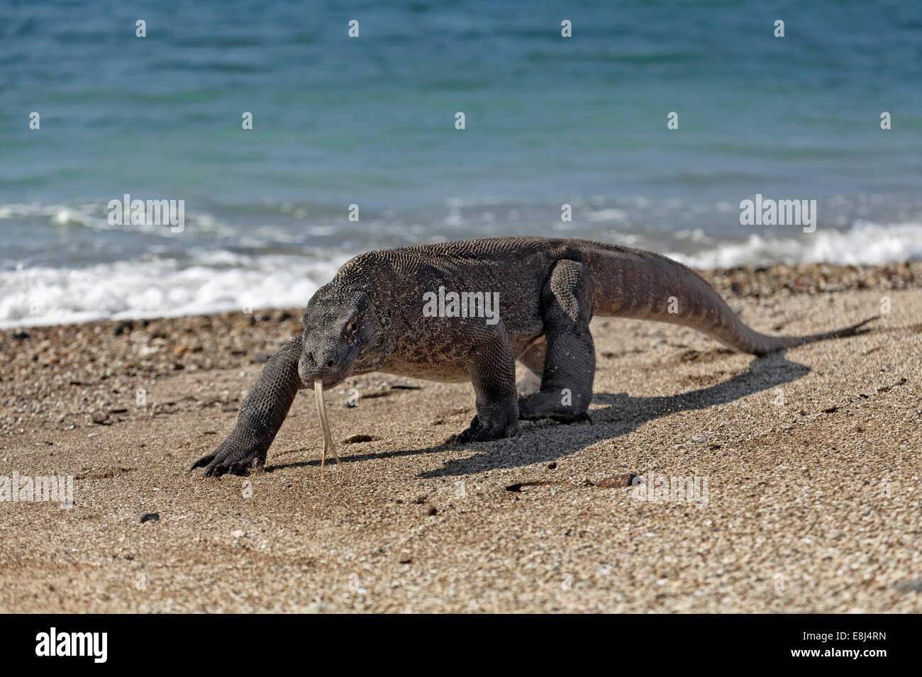 Drago di Komodo (Varanus komodoensis) in esecuzione sulla spiaggia, parco nazionale di Komodo, Sito Patrimonio Mondiale dell'Unesco, Isola di Komodo Foto Stock